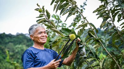 Apabila bumbungnya cukup kuat, pokok berangan akan mengeluarkan kacang.