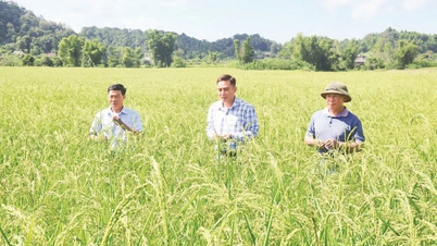 Mempromosikan nilai tumbuhan pertanian asli