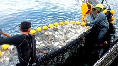 Reziliența economică marină și a agriculturii de înaltă tehnologie a orașului Khanh Hoa