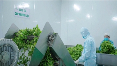 クリーン農産物：農場から食卓へ - パート2：持続可能なチェーンの構築、ベトナム農産物の評判とブランドの確立