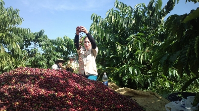 Ціна на перець сьогодні, 15 листопада 2025 року, зросла на 500 донгів/кг у деяких населених пунктах.