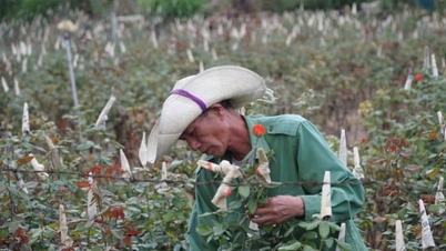 Lai Chau crește eficiența reducerii sărăciei prin modele agricole