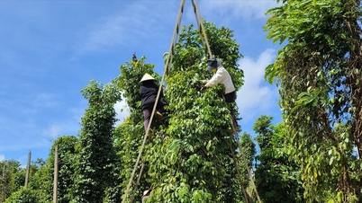 ราคาพริกวันนี้ 15 พ.ย. 68 ขึ้น 500 ดอง ราคาพริกอินเดียลดลงฮวบ