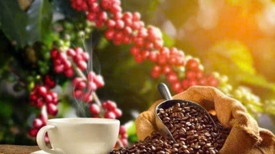 Precios del café hoy, 15 de noviembre: Descenso simultáneo en los mercados nacionales e internacionales