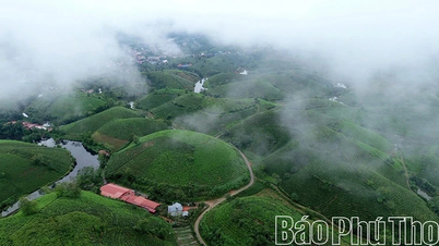 Minh Dai-te når nivån av "utländska ingredienser"
