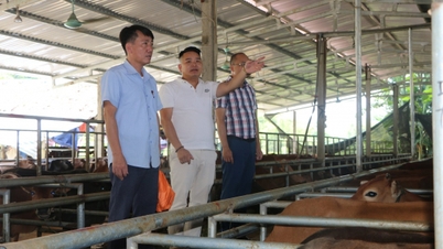 חקלאי טיי הופך אדמה שממה לעסק של מיליארד דולר