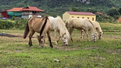 Huu Lien'de küçük ırktan büyük hırsa