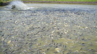 Bac Ninh, hayvancılığın gelişimini desteklemek için yüksek teknoloji kullanıyor