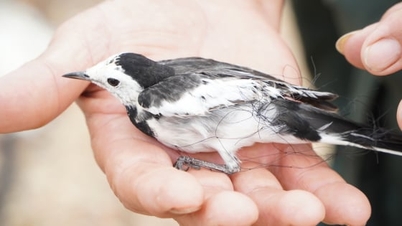 Quang Ninh manipuluje s téměř 20 000 metry sítí na odchyt divokých ptáků