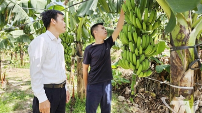 Rosa bananer dekker den grønne hagen på Quan Chu-åsen