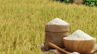 سعر الأرز اليوم 15 نوفمبر: يميل الأرز الطازج إلى الارتفاع