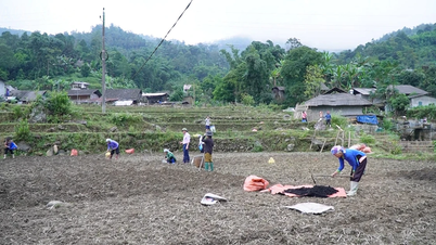 La comuna de Muong Bo apoya a la población con 2,6 toneladas de semillas de patata roja para la siembra de cultivos de invierno.