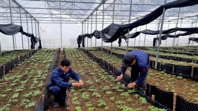 A Lai Chau ginzeng, a „zöld arany”, megnyitja az utat a szegénység csökkentése felé.