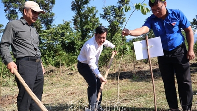 Jabatan Pertanian dan Alam Sekitar menganjurkan penanaman 300 pokok rosewood di komune Tay Ninh Hoa.