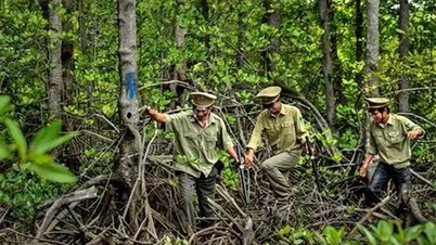ព្រៃឈើ៖ អភិវឌ្ឍទីផ្សារឥណទានកាបូនពីការកំណត់ឡូត៍ព្រៃឈើ