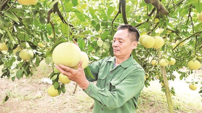 La persona que contribuyó a la creación de la marca de pomelo Soi Ha