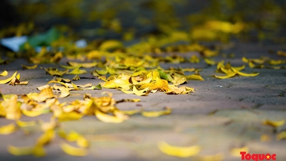 ឆ្លងកាត់រដូវស្លឹកឈើជ្រុះហាណូយ