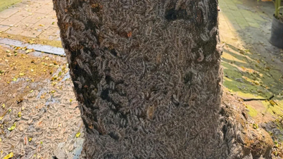 Sâu “lạ” xuất hiện trong khu dân cư Phú Hòa