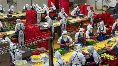 Ứng dụng khoa học nông nghiệp từ phòng thí nghiệm đến cánh đồng