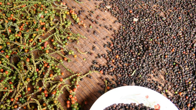 El precio de la pimienta hoy, 16 de noviembre, bajó ligeramente; el mercado se ajustó ampliamente.