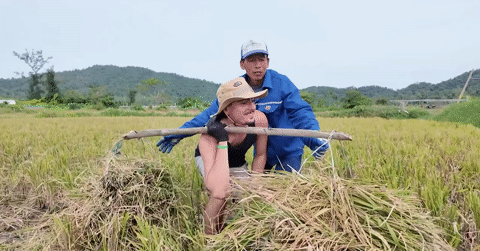 Утром французские туристы несут на плечах тяжелые грузы риса, а днем, согнувшись, собирают моллюсков на острове Куангнинь.