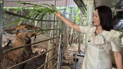 Kvinnlig lärare tjänar en halv miljard dong per år på "extrajobb"