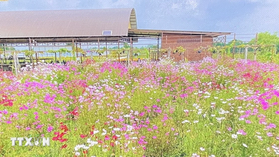 Sa Dec Çiçek ve Süs Bitkileri Festivali 2025: Yeşil tarım markasıyla ilişkilendirilen turizmin geliştirilmesi