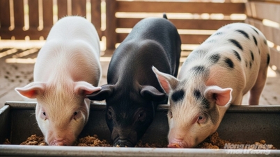 Precio del cerdo hoy, 16 de noviembre de 2025: Continúa con otra semana de descenso