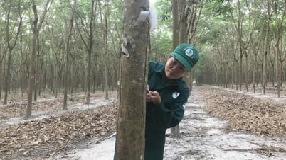 Prețul cauciucului astăzi, 16 noiembrie 2025: Săptămâna aceasta, la nivel mondial, a crescut brusc