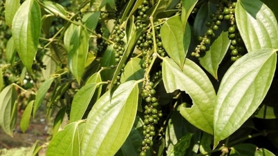 کالی مرچ کی قیمت آج 16 نومبر 2025: اس ہفتے 1,500 VND کی کمی ہوئی