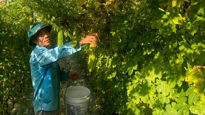 মুওং লো ক্ষেতে শীতকালীন ফসলের ব্যস্ততা