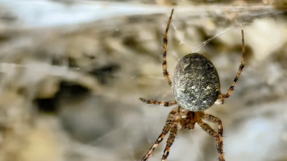 World's largest spider web discovered in European cave