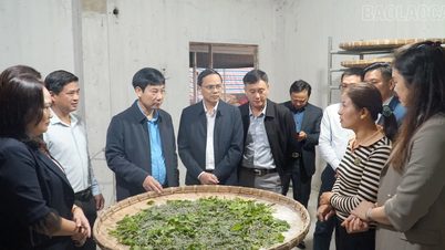 ליווי חברים חקלאיים לפיתוח הכלכלה