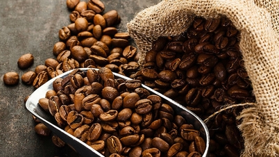 ราคากาแฟ 16 พฤศจิกายน: ลดลงอย่างมากถึง 2,700 ดอง/กก. ในพื้นที่สูงตอนกลาง