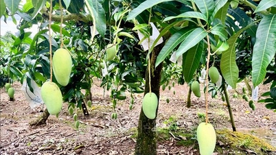 "تعزيز" المنطقة لتصبح منطقة متخصصة في زراعة وتصدير المانجو