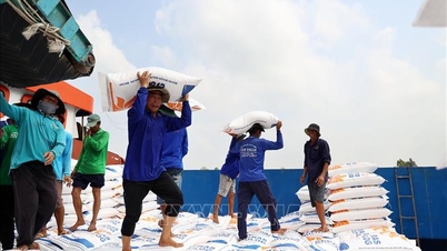 قیمت برنج صادراتی ثابت ماند