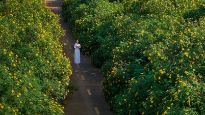 Đà Lạt mùa dã quỳ và nắng vàng rực rỡ