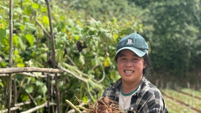 O ginseng de batata se junta à vila agrícola da cidade montanhosa.