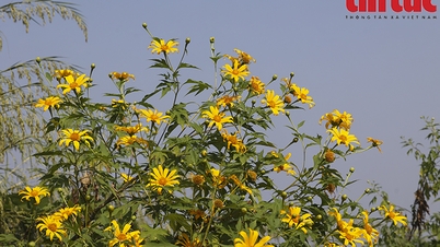 Národní park Ba ​​Vi láká turisty k vidění divokých slunečnic v plném květu