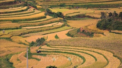 Turystyka w Wietnamie przeżywa rozkwit w „złotym sezonie” pod koniec roku