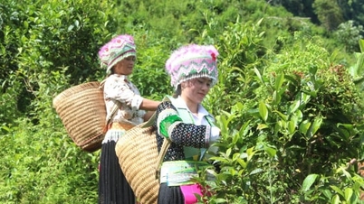 Десятиліття поширення аромату чистого чаю