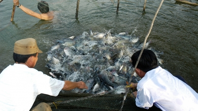 Побудова ланцюга ланок, створення зеленої цінності для в'єтнамської тілапії