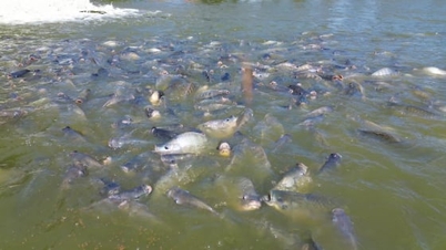 США, ЄС, Близький Схід – потенційні напрямки для тілапії