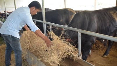 35 ປີ​ຂອງ​ການ​ສ້າງ​ຝູງ​ສັດ​ທີ່​ມີ​ຄຸນ​ນະ​ພາບ​ສູງ​: [Part 1​] ການ​ເດີນ​ທາງ​ຂອງ​ສາຍ​ພັນ​