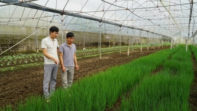 ផ្ទះជួយបន្លែ "យកឈ្នះព្រះអាទិត្យនិងភ្លៀង" ផលិតពេញមួយឆ្នាំ