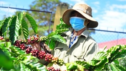 UNDP i ISPAE publikują podręcznik gospodarki o obiegu zamkniętym w produkcji kawy