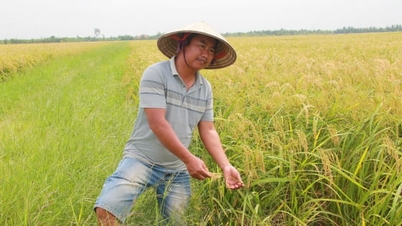 "Ledare" av storskaliga fält i Hai Phong