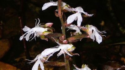 ប្រភេទ​ផ្កា​អ័រគីដេ​ដ៏​កម្រ​ត្រូវ​បាន​រក​ឃើញ​ក្នុង​សៀវភៅ​ក្រហម​ក្នុង​ព្រៃ​មួយ​ក្នុង​ខេត្ត Thanh Hoa