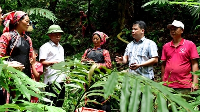 ការដាំឱសថក្រោមគុម្ពោតព្រៃ បង្កើនប្រាក់ចំណូល និងកាត់បន្ថយសម្ពាធលើការកេងប្រវ័ញ្ចឈើ