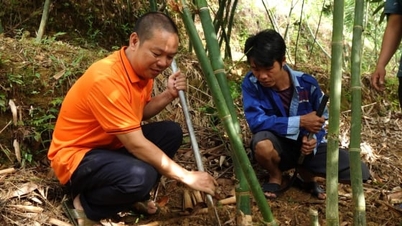 ការដាំពន្លកឫស្សី Luc Truc៖ ឱកាសក្លាយជាអ្នកមាន ប៉ុន្តែមិនងាយស្រួលសម្រាប់កសិករគ្រប់រូបនោះទេ។